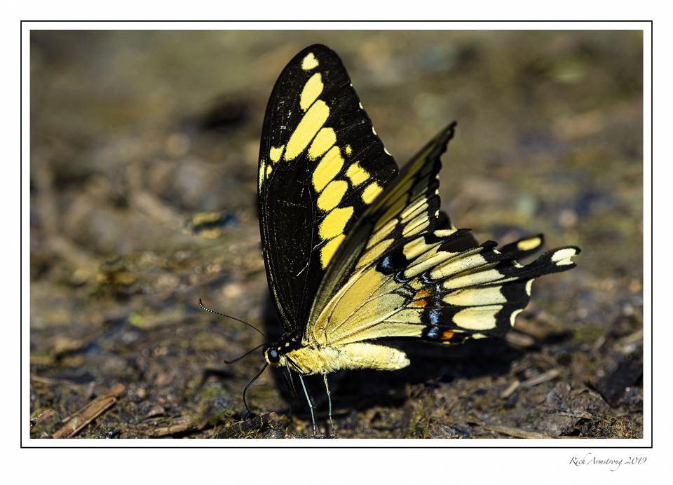 Giant swallowtail.jpg